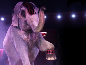 Foto_Elefant_01.jpg